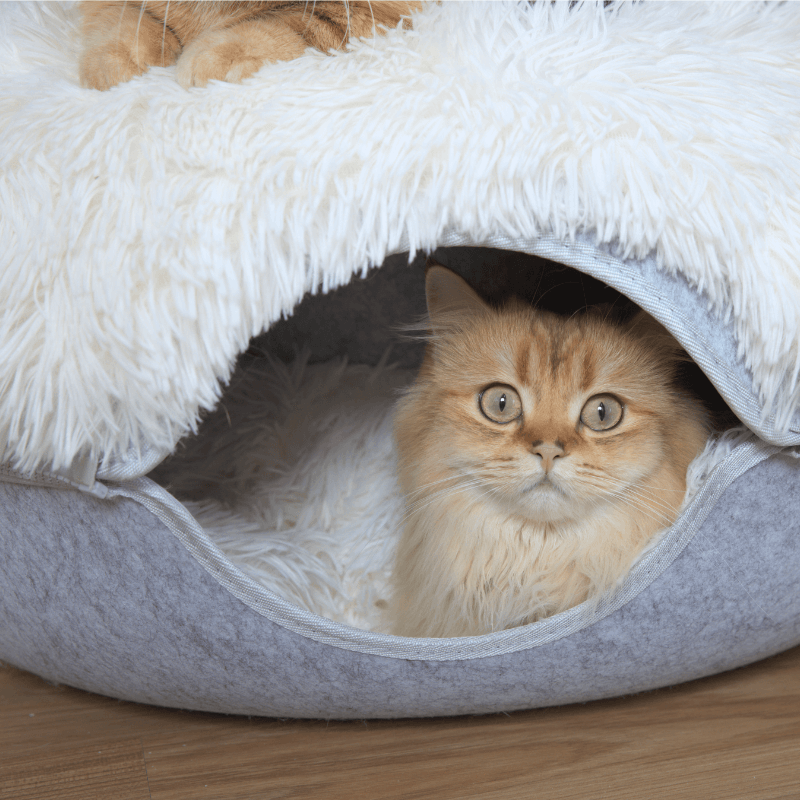 Santa Claws Cozy Calming Donut