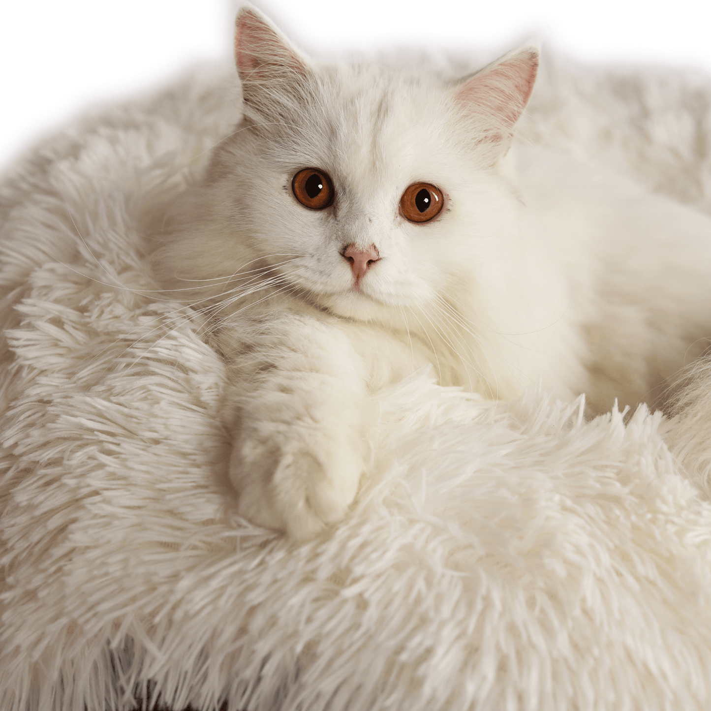 Santa Claws Cozy Calming Donut