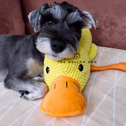 Viral Calming Duck