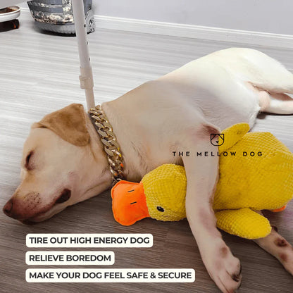 Viral Calming Duck