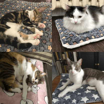 Cattasaurus Snuggly Serenity Blanket™